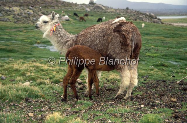 chili 16.JPG - Lama pacosAlpaga (mère et son petit)CamélidésParc national LaucaChili